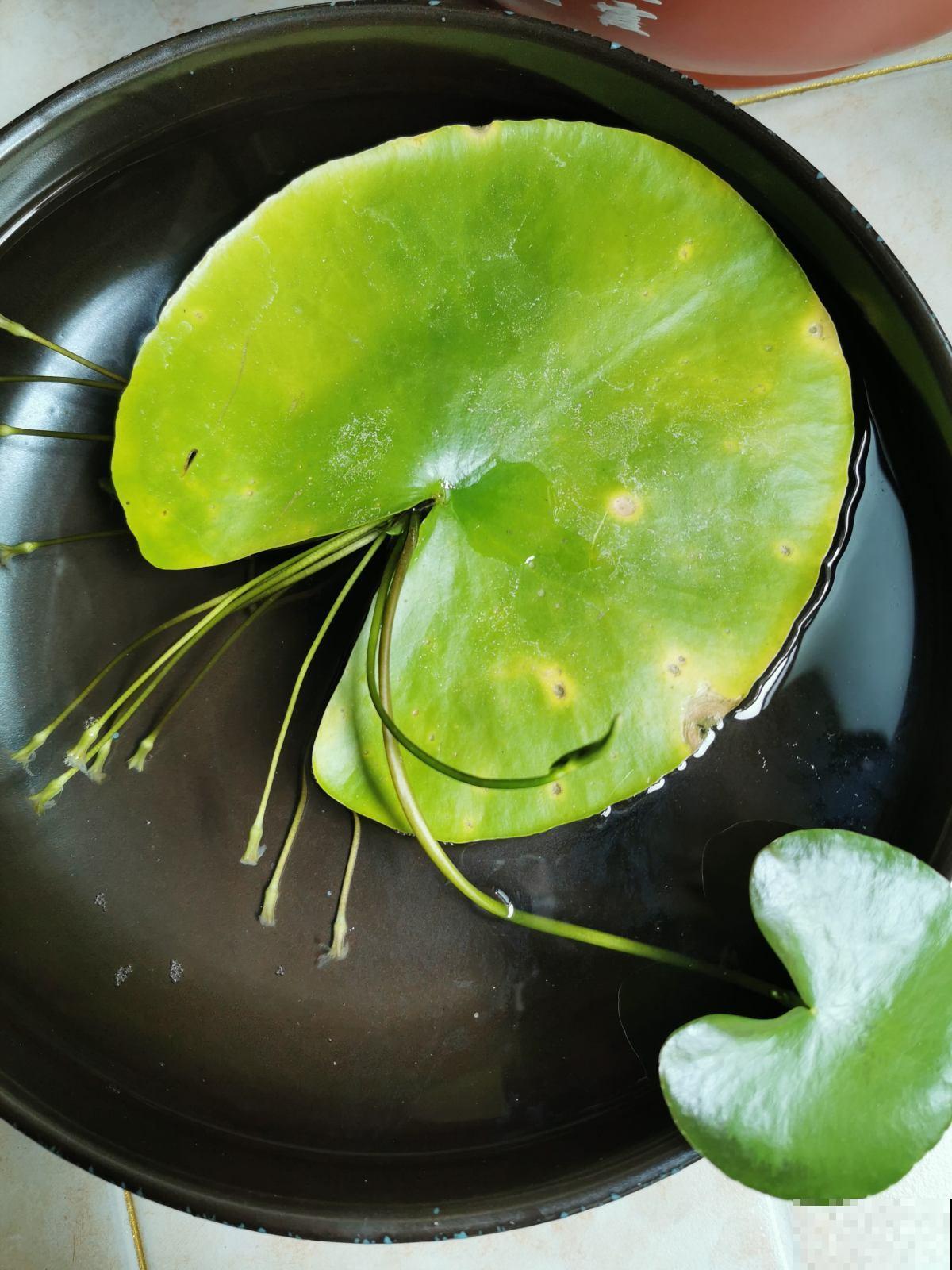 8种耐阴花,家里没光,养一盆就对了,呼呼爆盆很轻松 8种耐阴花,家里没光,养一盆就对了,呼呼爆盆很轻松