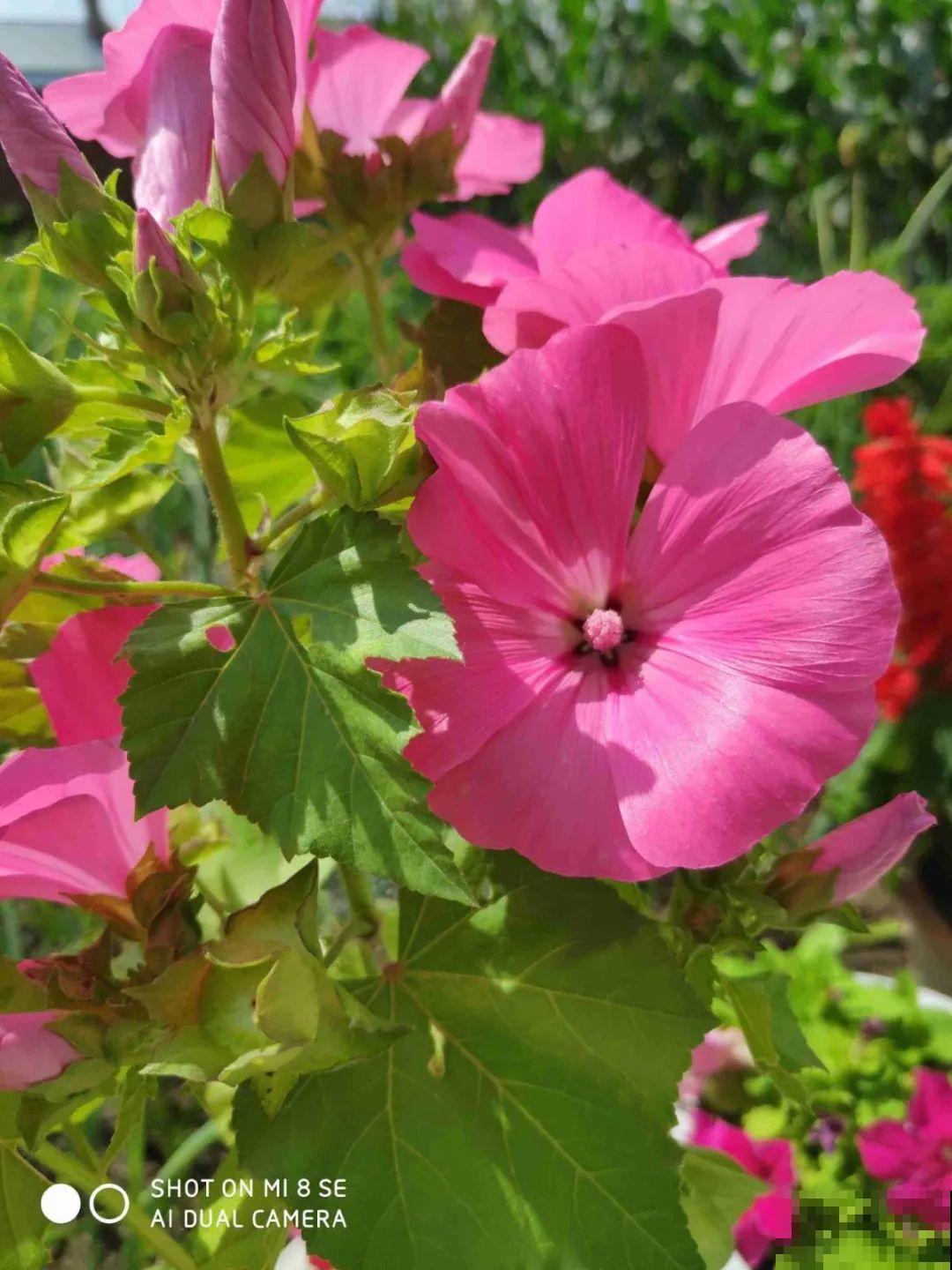 三月花葵“银杯”花,一开耀眼夺目,美上天了! 三月花葵“银杯”花,一开耀眼夺目,美上天了!