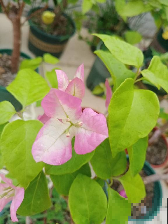 南方一种花,一年四季开花,种一棵真是赚大了 南方一种花,一年四季开花,种一棵真是赚大了