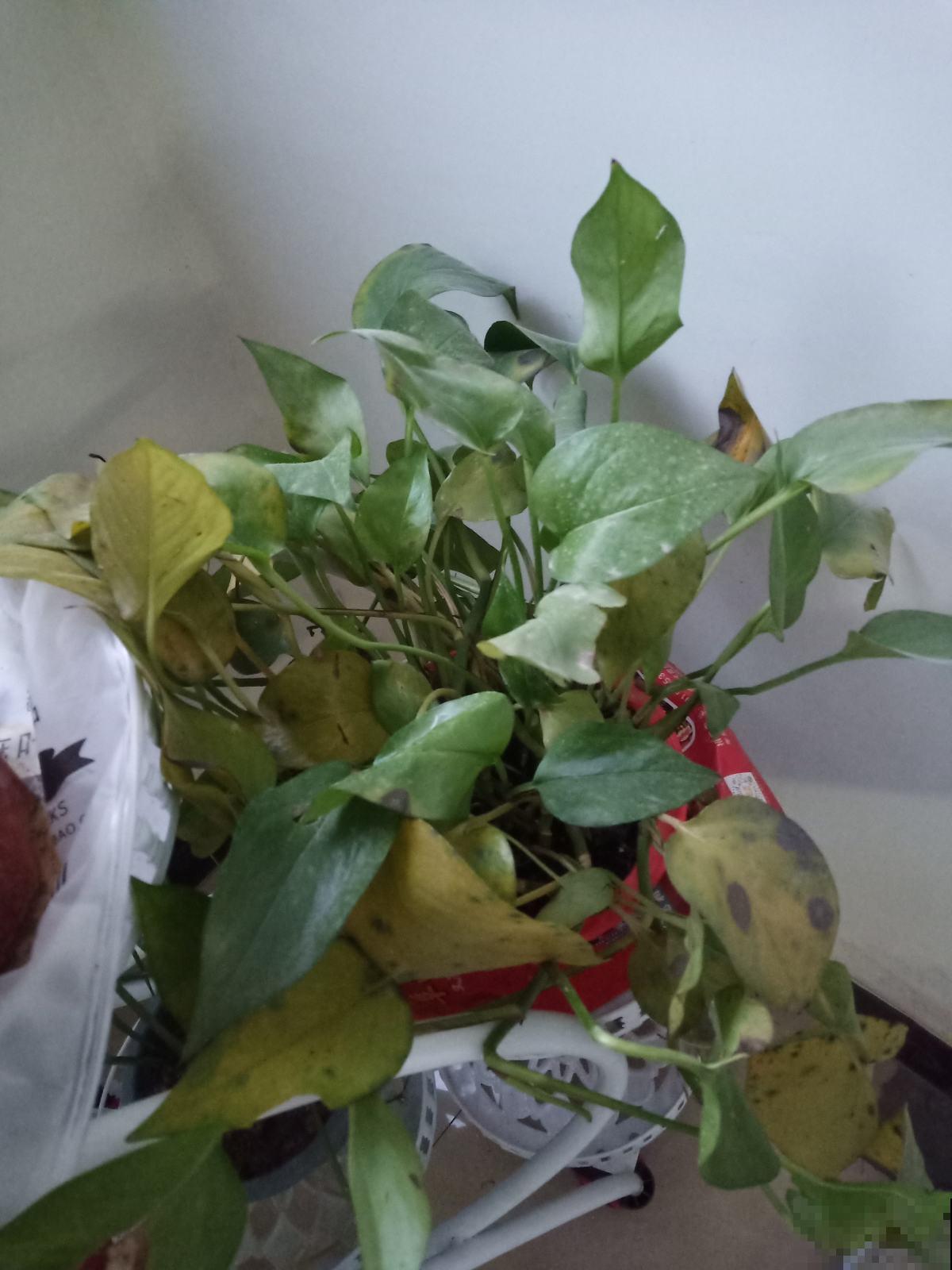 4种植物，一到冬天就黄叶，看看你错误在哪里