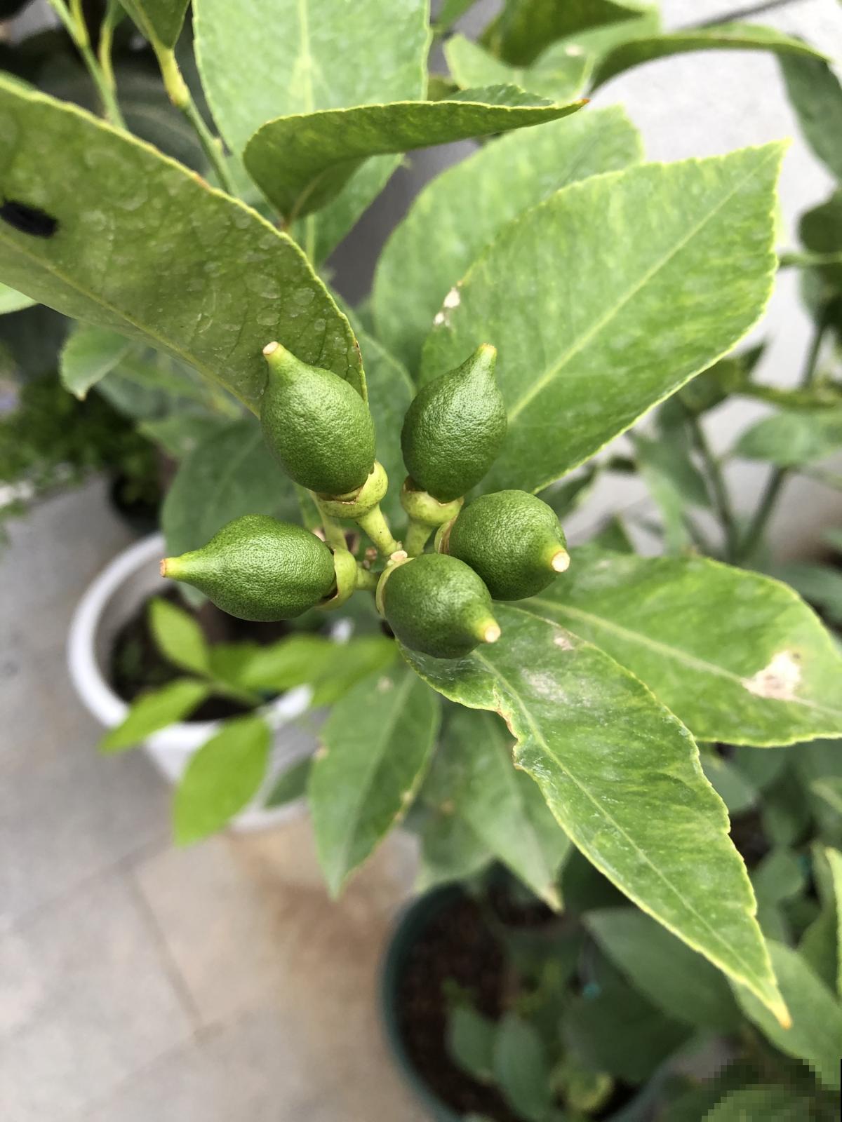 能净化空气的4种花,春天养正合适,还省了香水钱 能净化空气的4种花,春天养正合适,还省了香水钱