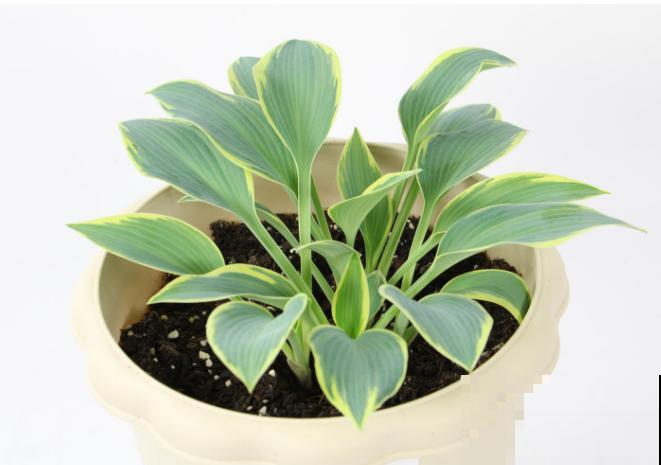 玉簪花在家扦插，注意这4点，生根很快