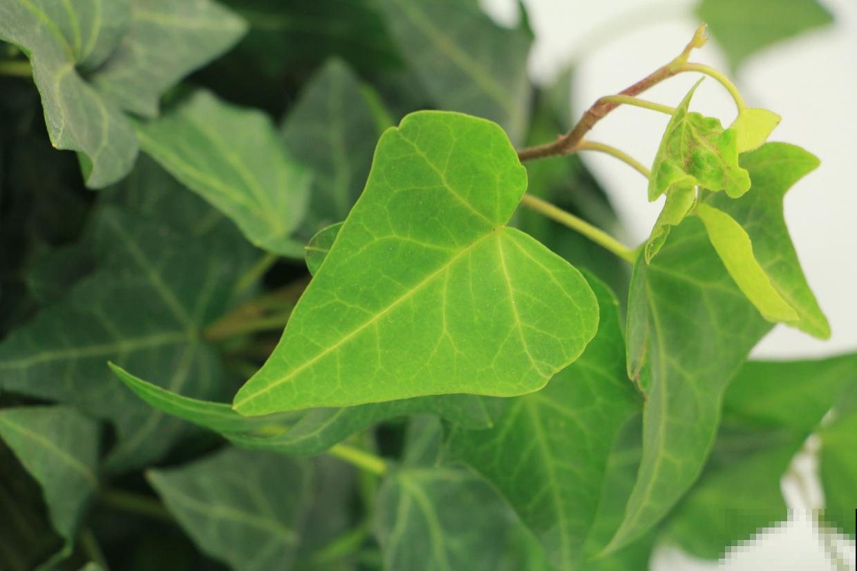 让卫生间也变小花园的方法，关键在这3种花，还有净化空气效果