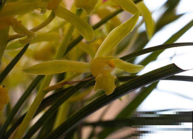 兰花要想使用磷酸，这2个月份使用最好，方法很简单