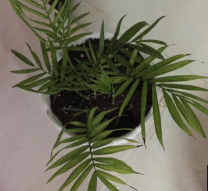 凤尾竹叶子全干枯，做好4点，轻松爆盆冒新芽