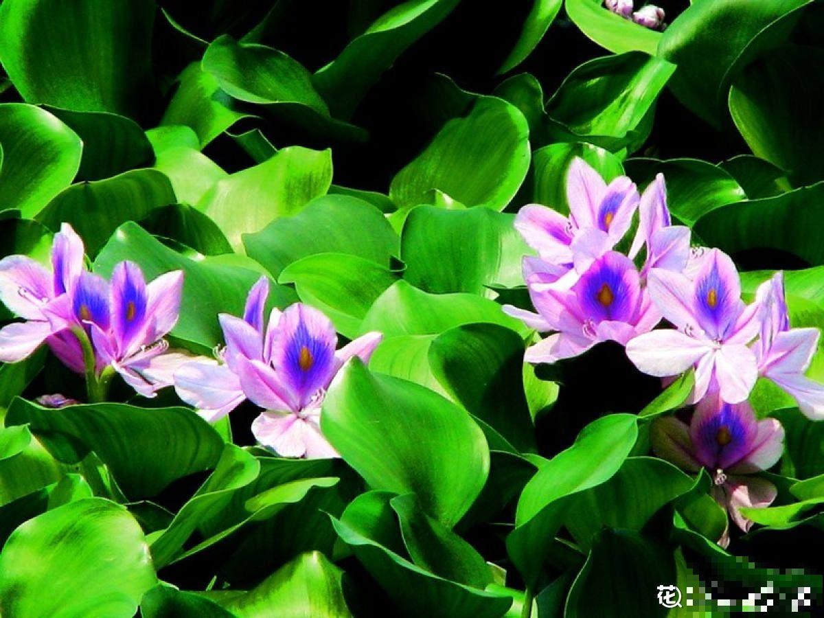 在农村，南方花友将它当杂草，北方花友将它当个宝儿