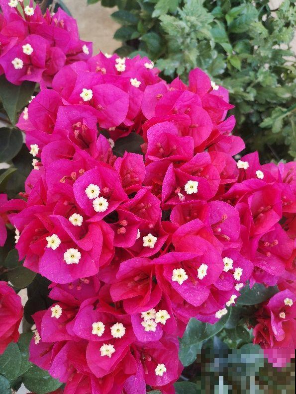 老话说“香花卧室不养人”,这句话不能不信,太有依据 老话说“香花卧室不养人”,这句话不能不信,太有依据