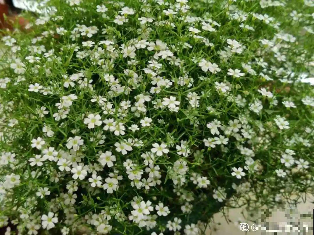 50种花春天播种,长满小院子,能开一整年 50种花春天播种,长满小院子,能开一整年