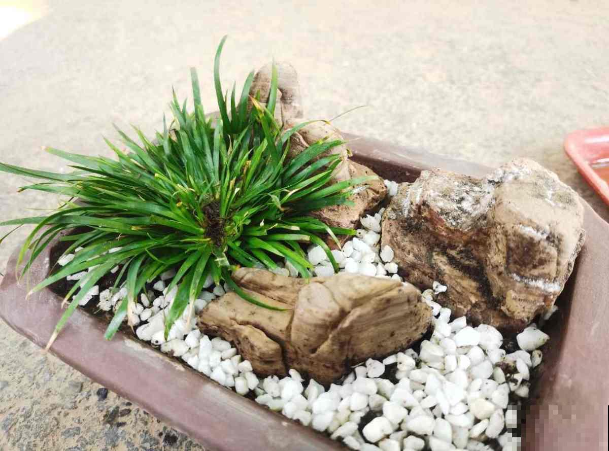 春天养盆“玉色花”,狠心剪一刀,变成“碧玉球” 春天养盆“玉色花”,狠心剪一刀,变成“碧玉球”