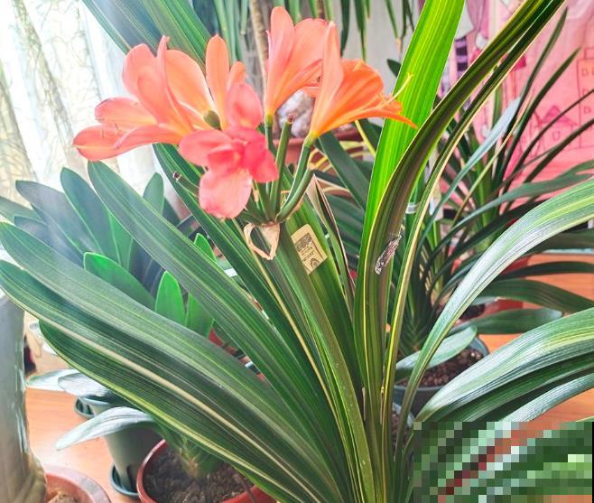 君子兰“歪七扭八”，赶紧给它“正正骨”，根肥叶壮长得旺