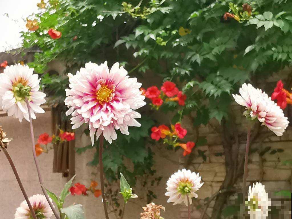 按色系分类的搭配技巧，庭院养花最受用