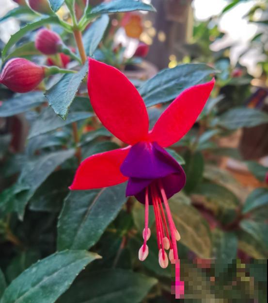 爱花和爱养花，一字之差却大有不同，3种人应该趁早放弃养花