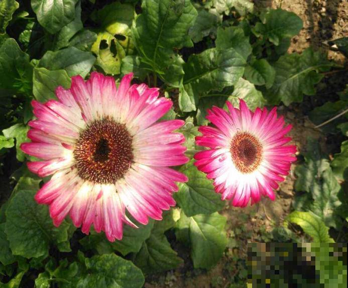 家里养盆非洲菊，花苞多的不见叶，满盆爆花