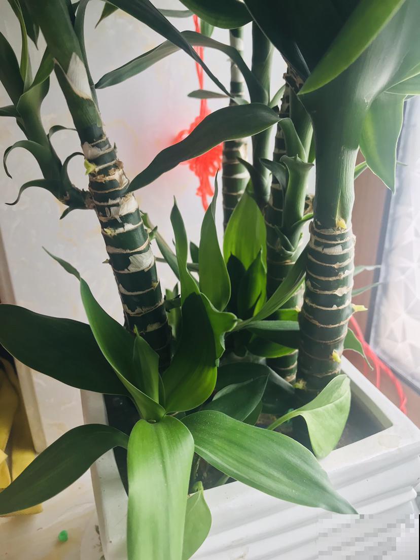 岁寒三友,养在家好贵气,冬天无可替代 岁寒三友,养在家好贵气,冬天无可替代