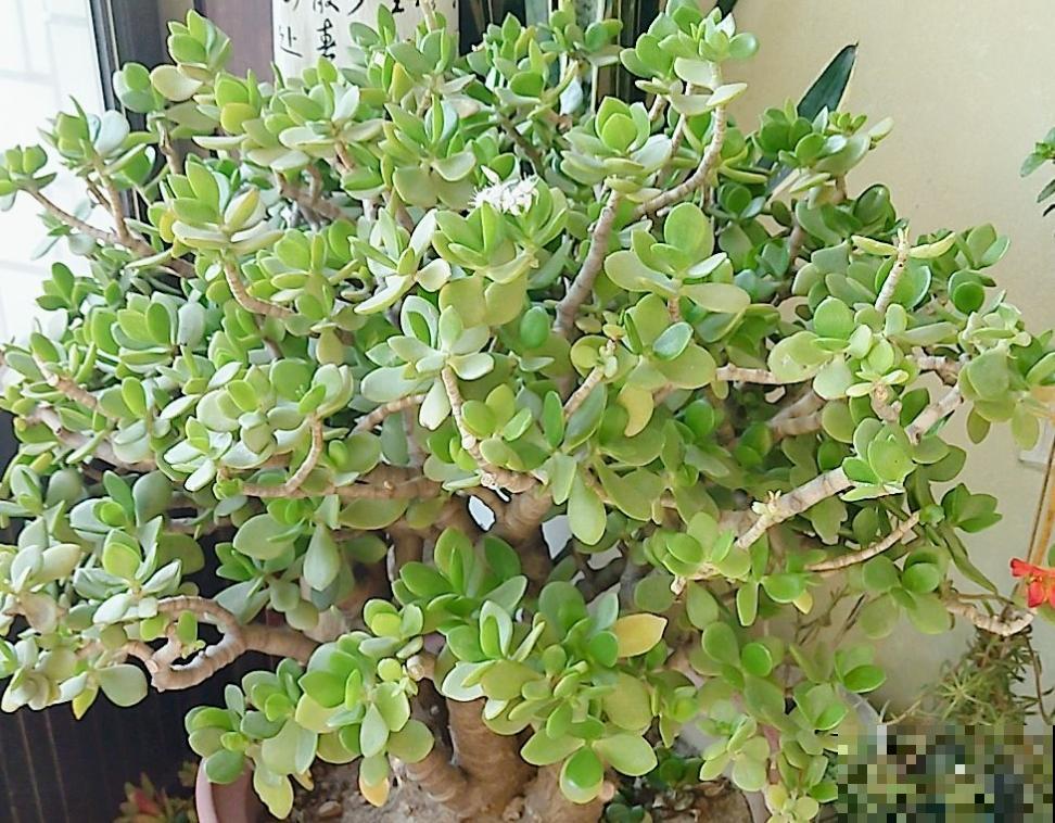 4种花号称“养不死”，几块钱就能买到，养成老桩更值钱