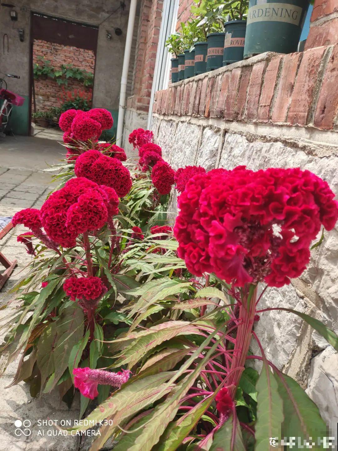 这9种“看家花”，70、80后难忘记，00后不认识！