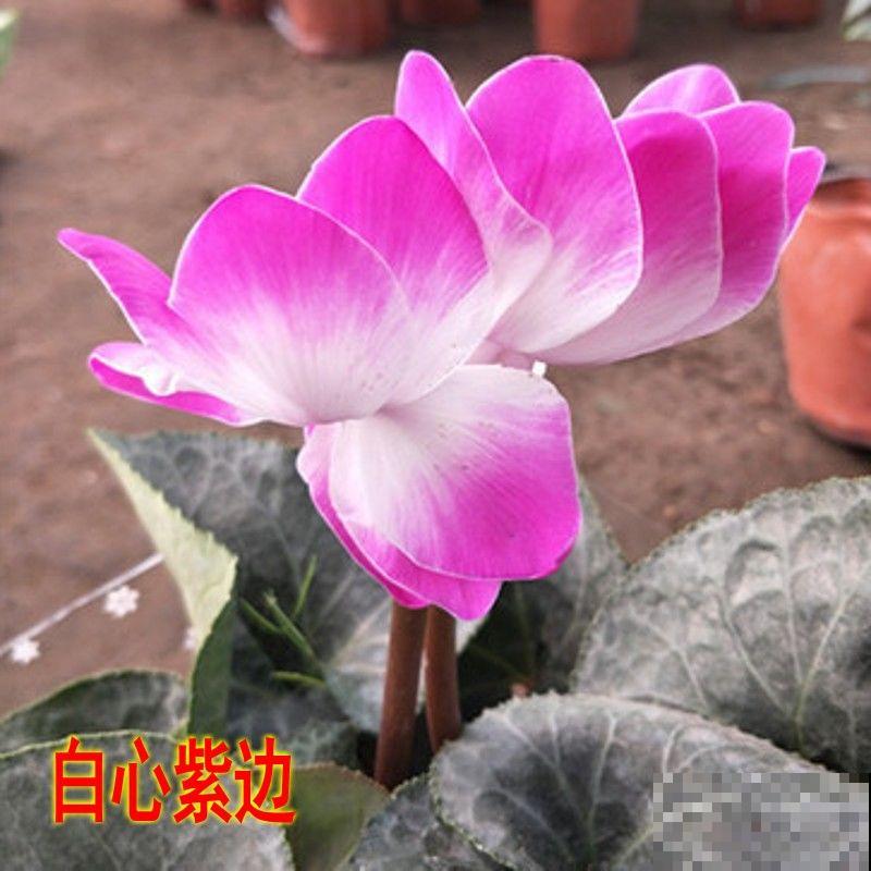 花的种类有这4种，养殖很简单，注意生长习性长势旺