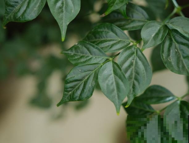 幸福树生介壳虫,不要担心,这4种方法轻松解决 幸福树生介壳虫,不要担心,这4种方法轻松解决