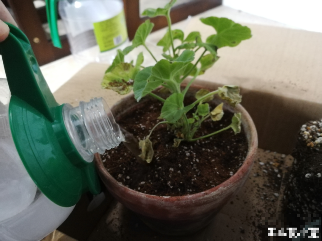 超详细的植物换土步骤,保姆级教程,实用的很 超详细的植物换土步骤,保姆级教程,实用的很