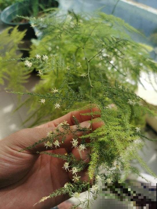 不常开花的植物，一旦开花就有“好兆头”，你养过几种？