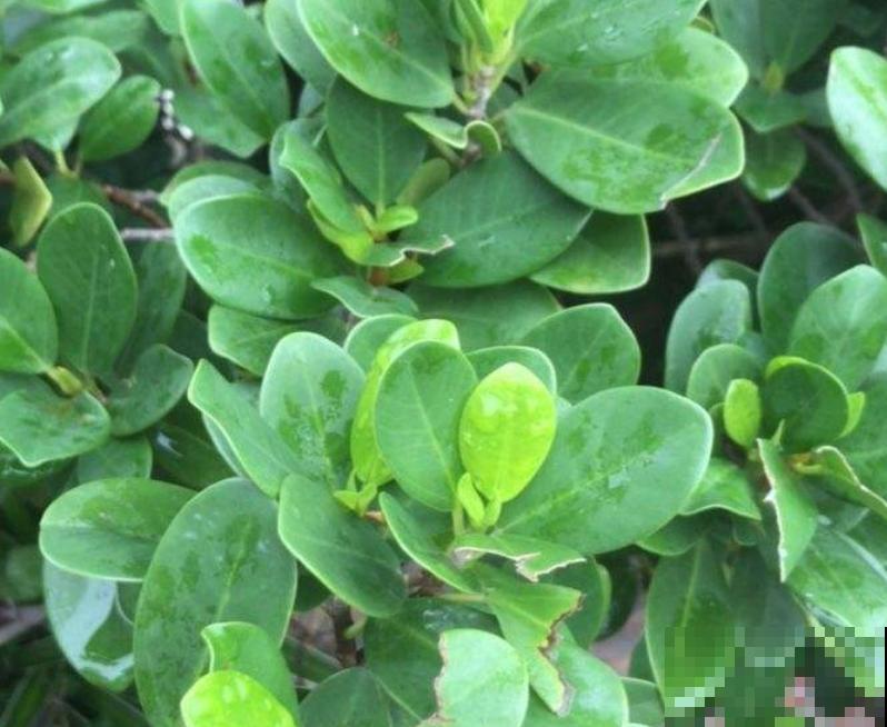 金钱榕有招财好兆头,养护注意4要点,叶子油绿长得壮 金钱榕有招财好兆头,养护注意4要点,叶子油绿长得壮