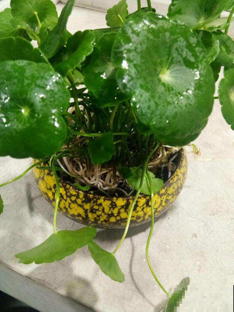 土培养花脏兮兮，水培4种花正合适，干净简洁又上档次