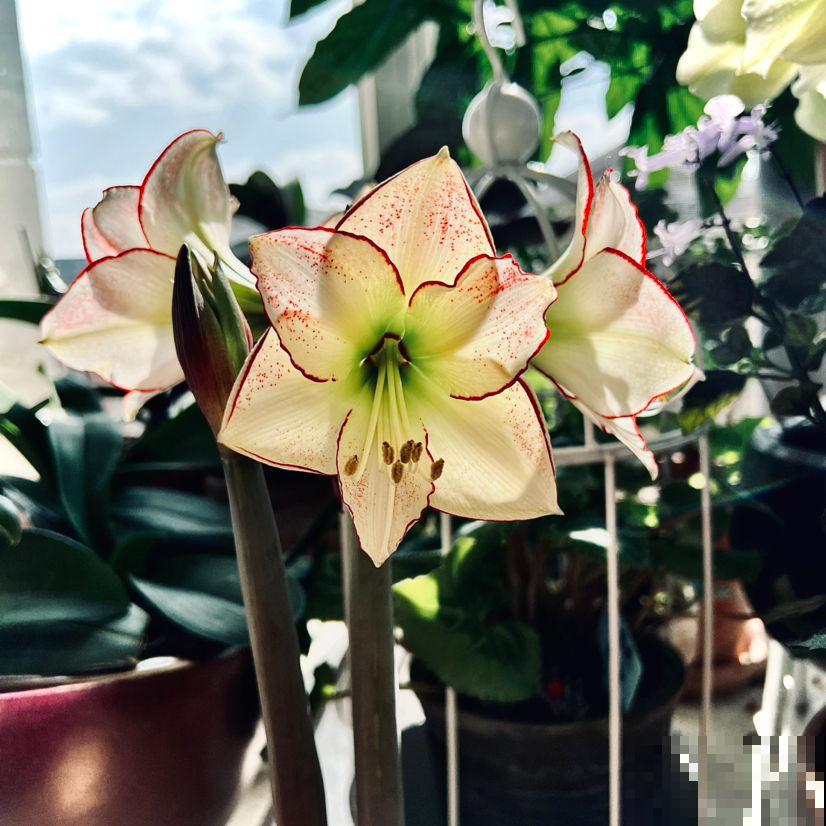 在家打造阳台花园，种这5种花就够了，小阳台也能变花海