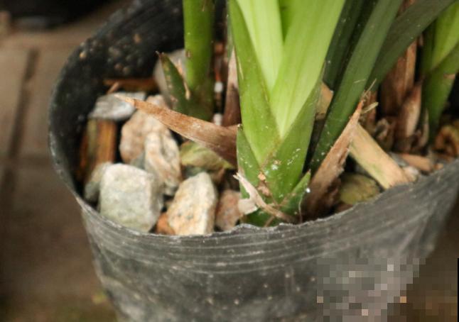 兰花烂根不要急，学会这5步，轻松解决烂根问题