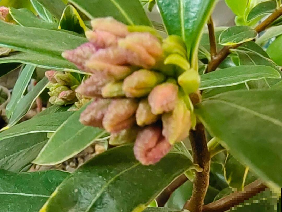 大花蕙兰太贵,掉个花苞都心疼,快来注意这3点! 大花蕙兰太贵,掉个花苞都心疼,快来注意这3点!