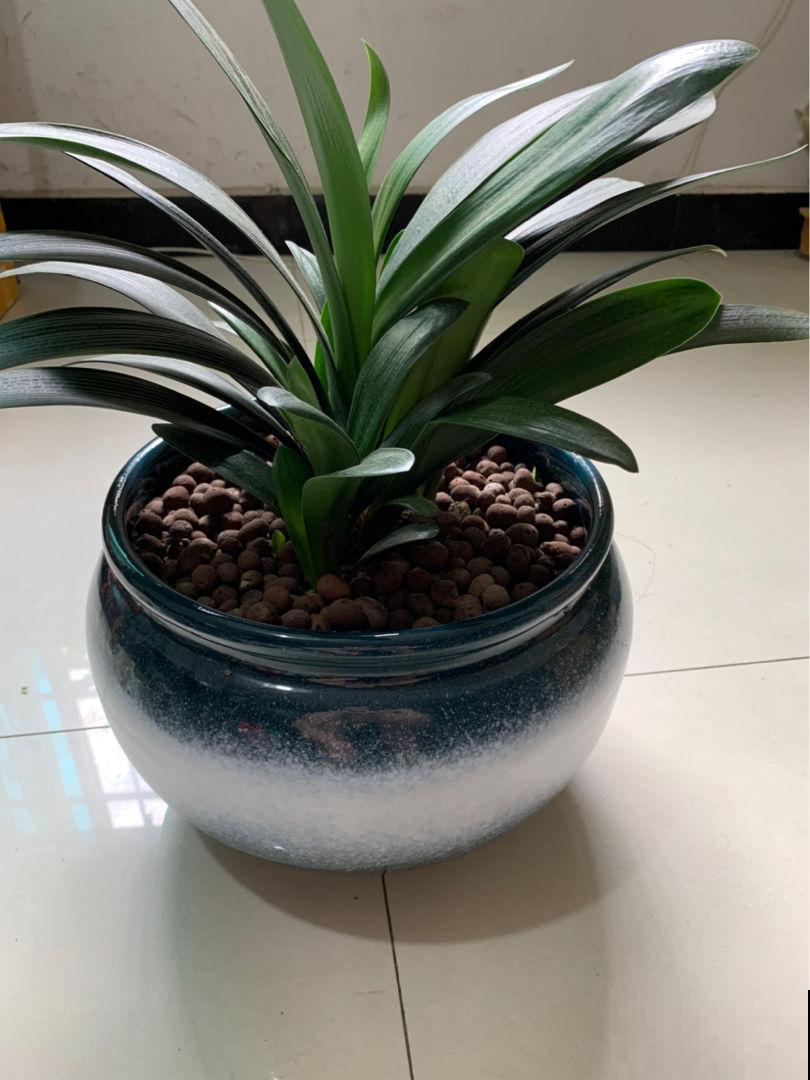 1分钟学会养君子兰，叶子又多又肥厚，远离黄叶烦恼