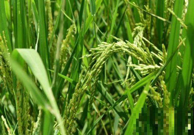 5种生物超好养，炎热夏季生长不耽误，呼呼长不停