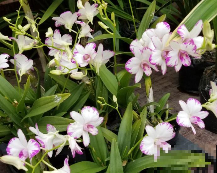 1种耐阴花开爆盆，花后掐掉残花，还能接着开爆盆