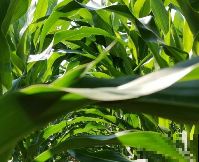 糯玉米种植技术简单，这4步学会，院子里也能种