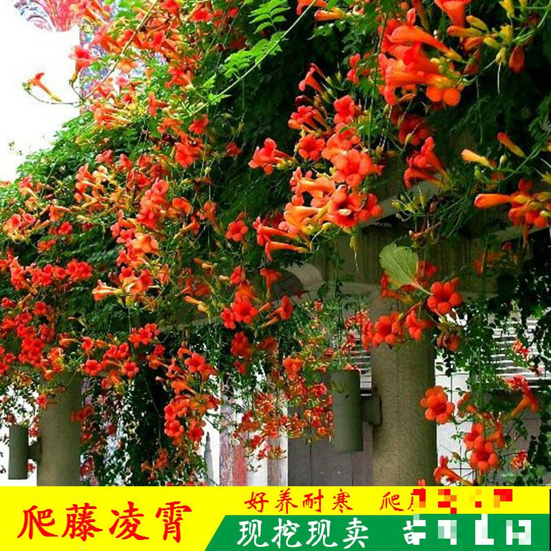 这5种植物适合露天种植，院子里随便一个品种，都很争艳
