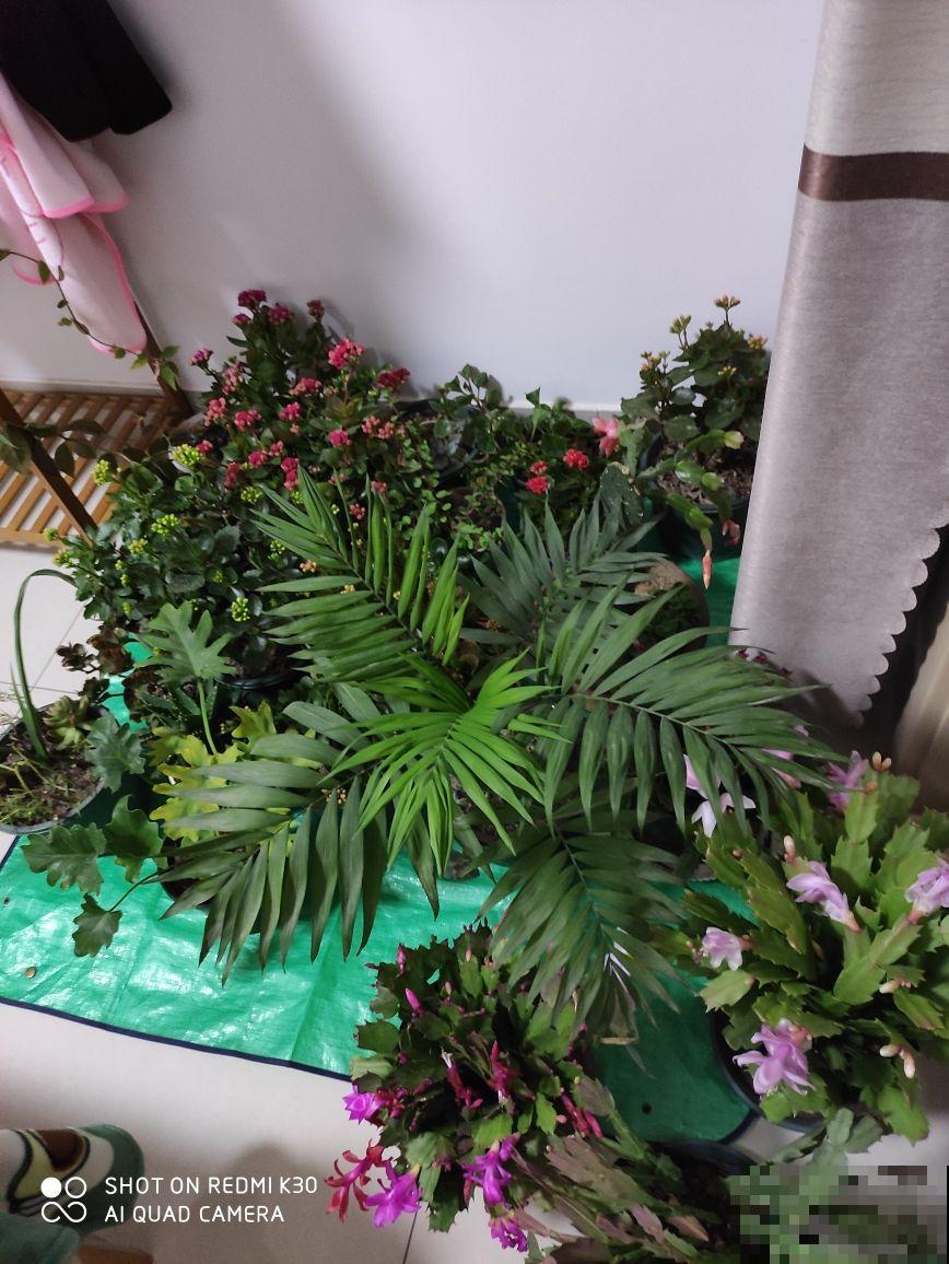 家里养了花，花旺人就不会旺，这是个什么说法？