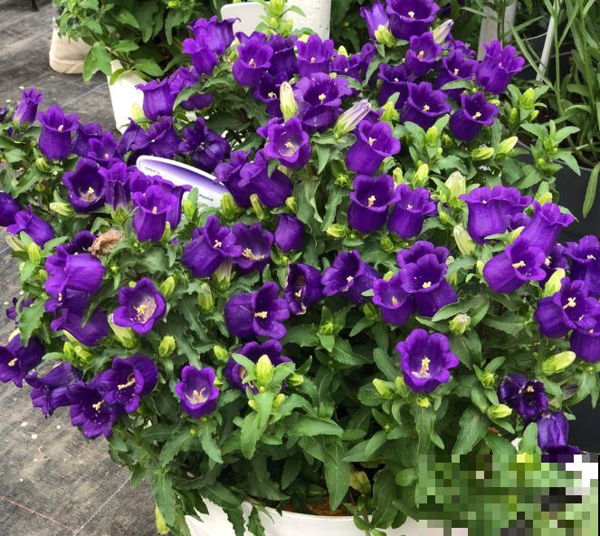 一种花特容易爆盆,开花满盆小风铃,阳台养很快变花园 一种花特容易爆盆,开花满盆小风铃,阳台养很快变花园