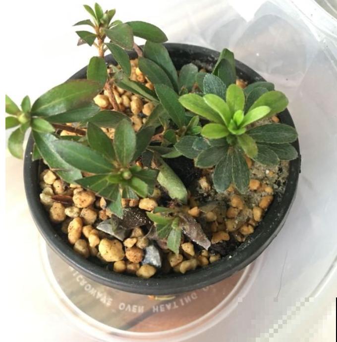 6种花，二月底快扦插，十几天就生根