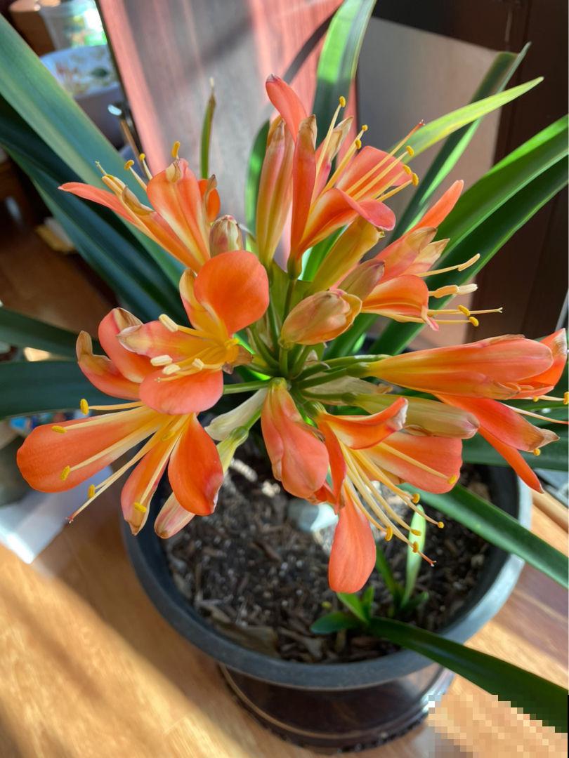 5种花最“旺宅”，家中必备一盆，子孙也多福