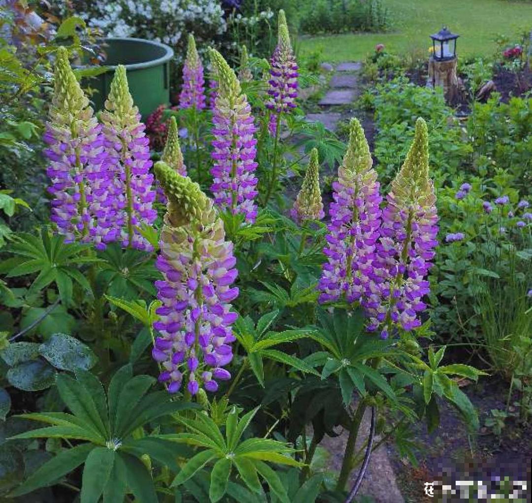 50种花春天播种,长满小院子,能开一整年 50种花春天播种,长满小院子,能开一整年