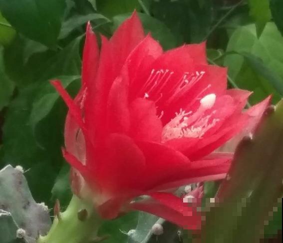 令箭荷花扦插，记住这5点，生根快