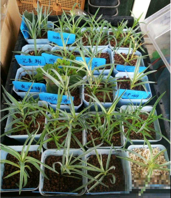 1种花满盆花苞,春天养正好,爆盆很容易 1种花满盆花苞,春天养正好,爆盆很容易