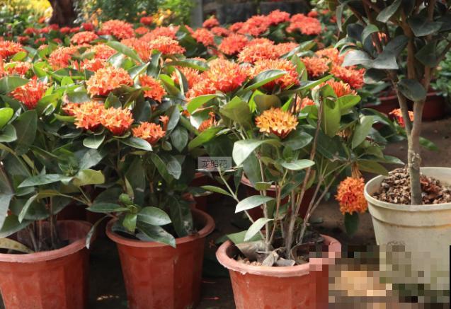 龙船花修剪不能随意,除了这4个修剪时间,最好不要动 龙船花修剪不能随意,除了这4个修剪时间,最好不要动