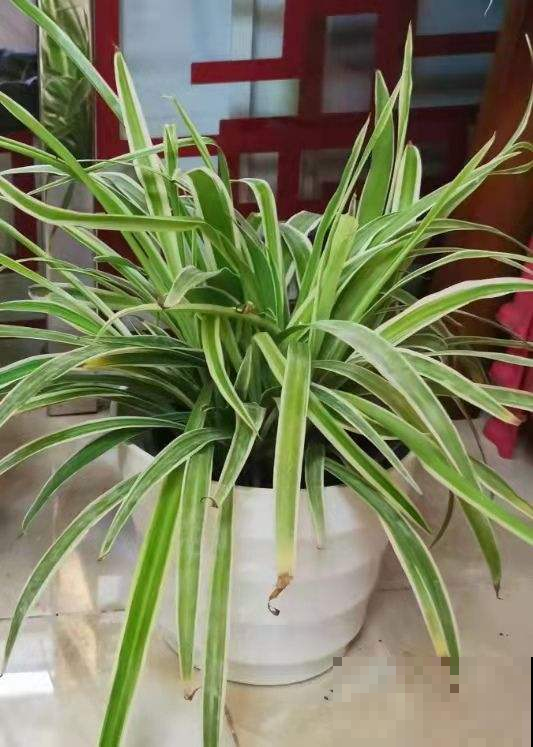 吊兰长得“半死不活”，狠心直接咔嚓掉，1个月疯长爆盆