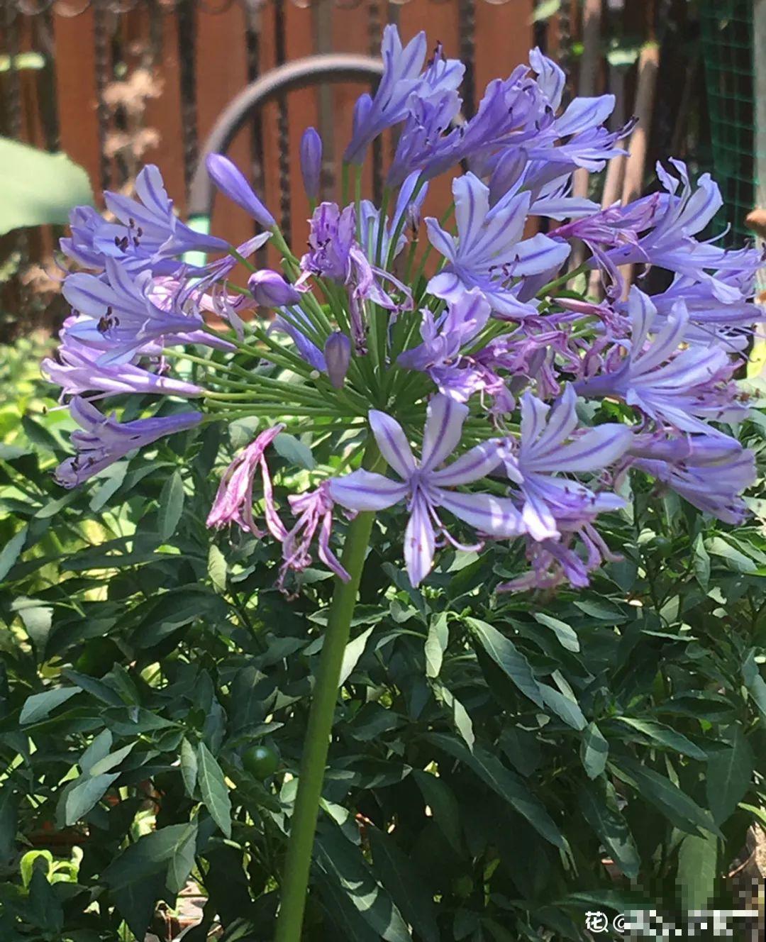过年烟花没看够，快养这9种花，开花更美