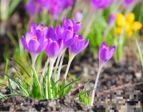在家就能种的藏红花，注意这3点，半个月时间就能发芽