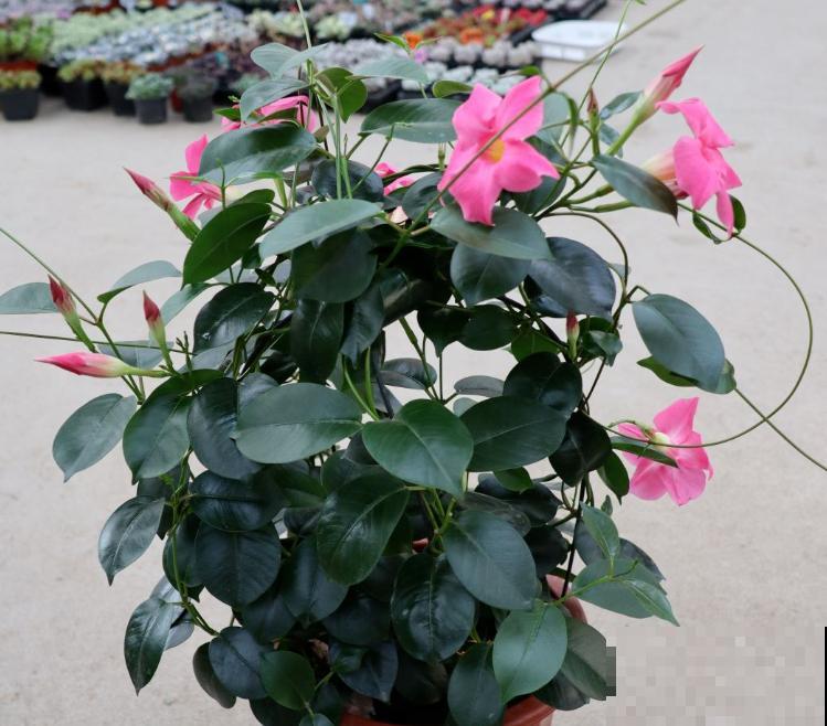 飘香藤叶子干得像草,关键是这4要点没注意,再不管就干死 飘香藤叶子干得像草,关键是这4要点没注意,再不管就干死