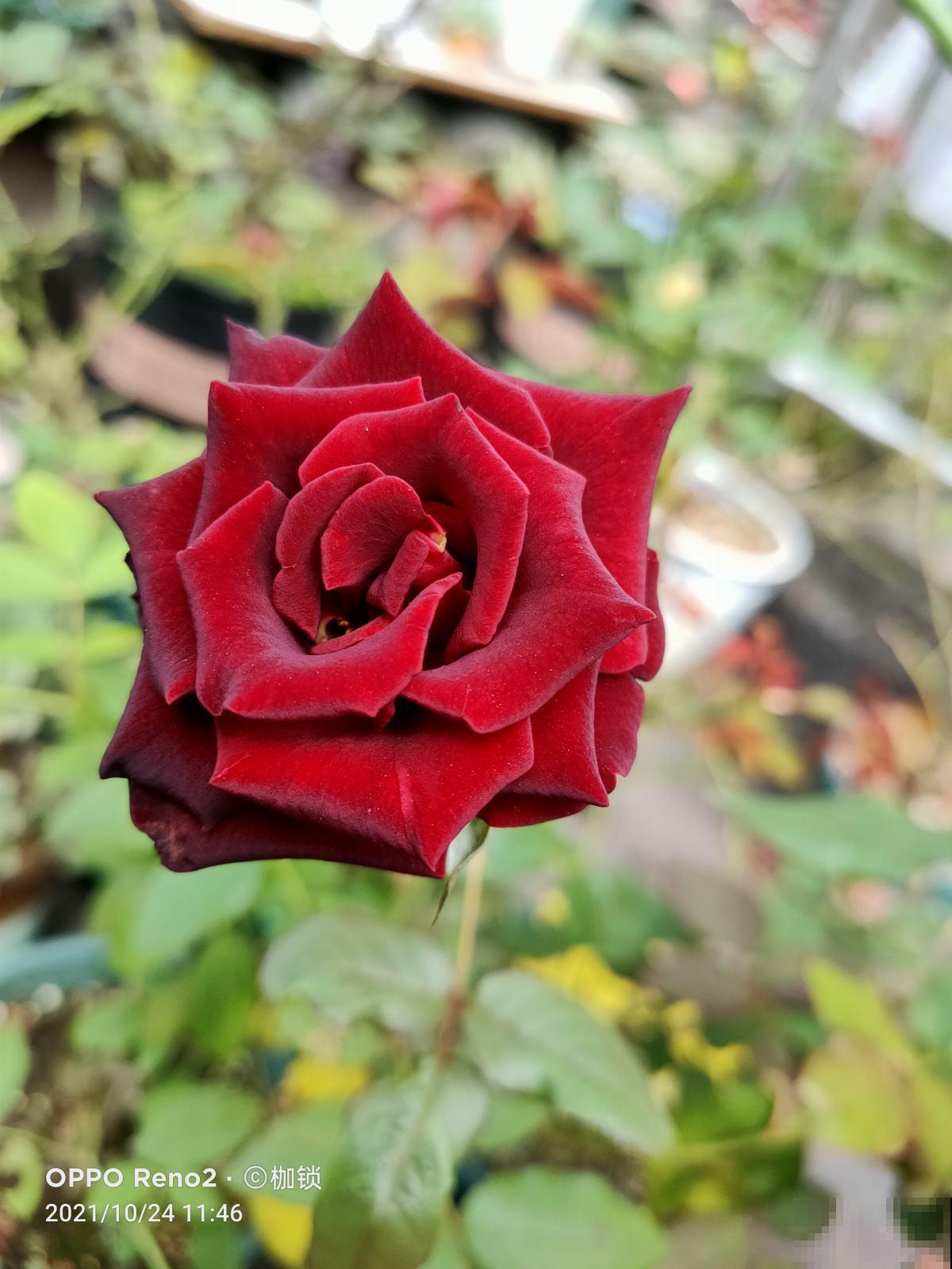 7种花,女人最爱,看到就走不动路,爱不释手 7种花,女人最爱,看到就走不动路,爱不释手