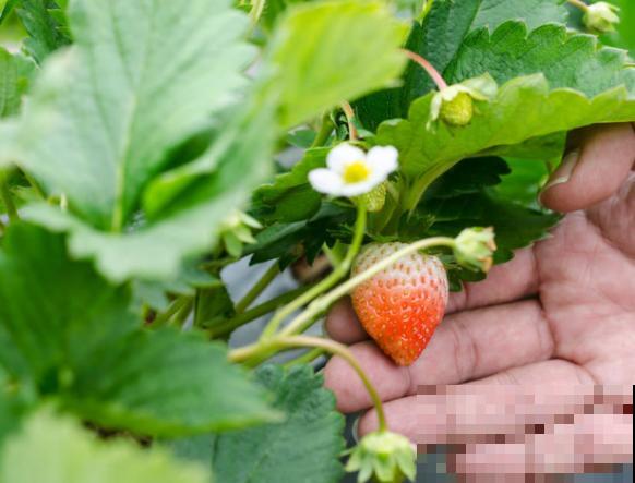 水培草莓的种植方法，注意这5点，轻松结出草莓