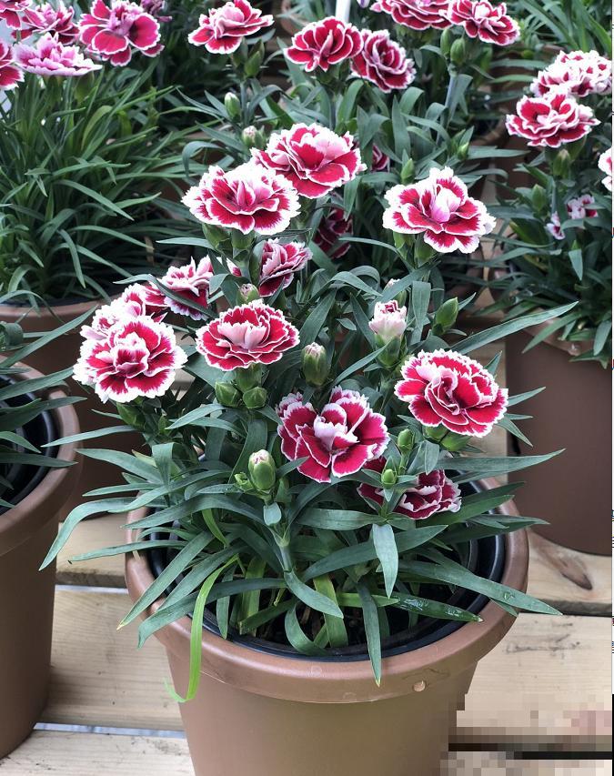 1种花满盆花苞，春天养正好，爆盆很容易