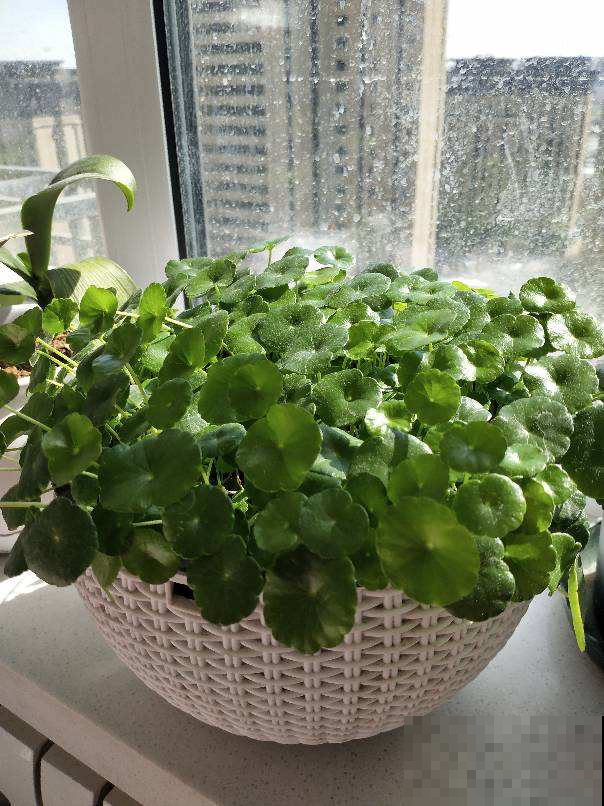 土培养花脏兮兮，水培4种花正合适，干净简洁又上档次